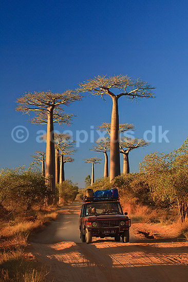 Jeep ved Avenue de Baobab. Jeep p� vej imod Morondava k�rer p� landevejen gennem baobabtr�er ved Avenue de Baobab; Adansonia; Morondava; Madagaskar; Afrika; planter; Roadtrip, 4WD, offroaders, roadtrip, ekspedition