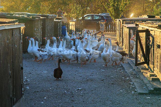 G�serepublikken. G�s i det f�lles g�sehold G�serepublikken i Drag�r; Anser domesticus; Drag�r; Danmark; ; fugle; Egentlige andefugle, Anatidae, Anseriformes, g�s, tamg�s, tamg�s
