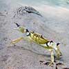 Strandkrabbe. Krabbe i forsvarspositur p� sandbunden ud for Gilleleje Strand Carcinus maenas Gilleleje Danmark  Krebsdyr krabbe, skaldyr, krabber, leddyr, undervandsfoto, undervandsbillede, undervandsmilj�, marineliv, marine liv, marinebiologi, krabba, kr�ftdjur, strandkrabba, kreps, sandbund, havbund