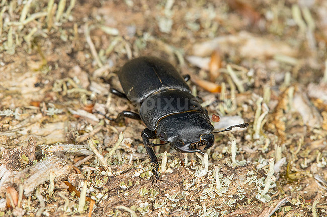 B�ghjort. B�ghjort p� forvitret tr�stamme i J�gersborg Dyrehave; Dorcus parallelipipedus; J�gersborg Dyrehave; Danmark; ; Insekter; 