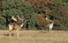 Deer Dama dama, Cervidae J�gersborg Dyrehave   mammals 