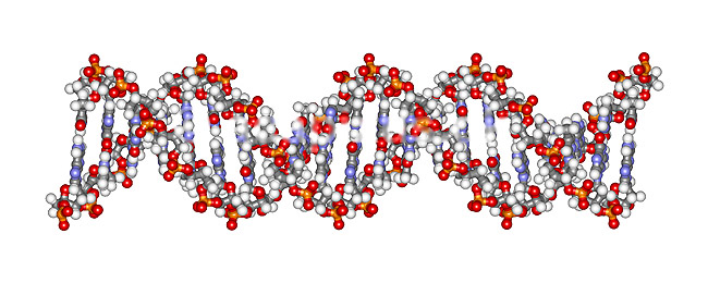 DNA molekyle. 21 basepar langt; ; ; ; ; ; videnskab genetik