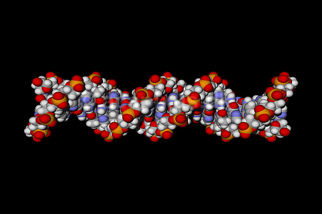 DNA molekyle. 21 basepar langt; ; ; ; ; ; videnskab genetik