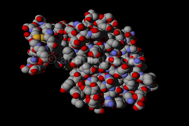 Pepsin - et ford�jelses enzym; ; ; ; ; ; videnskab biokemi