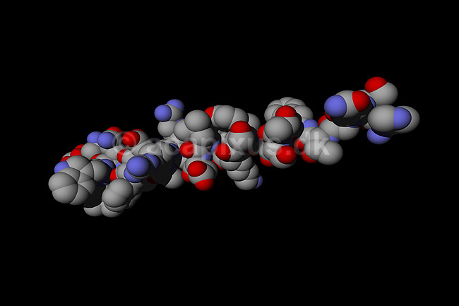 Glucagon - peptid hormon; ; ; ; ; ; videnskab biokemi