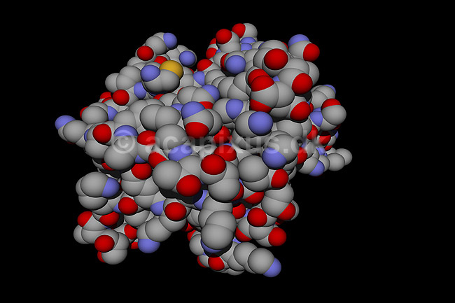 Chymotrypsin - et ford�jelses enzym; ; ; ; ; ; videnskab biokemi