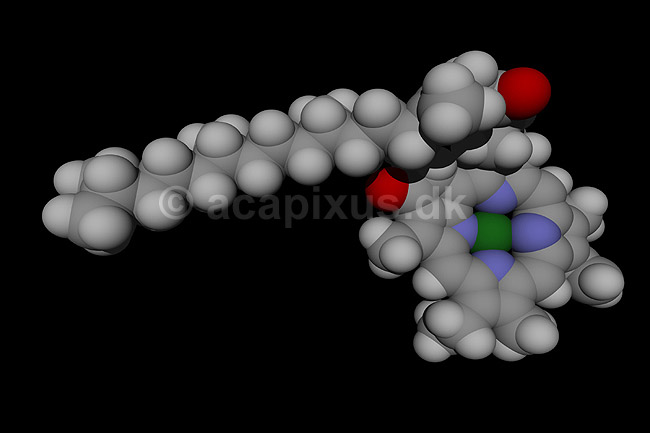 Chlorophyl A - involveret i fotosyntese; ; ; ; ; ; videnskab biokemi