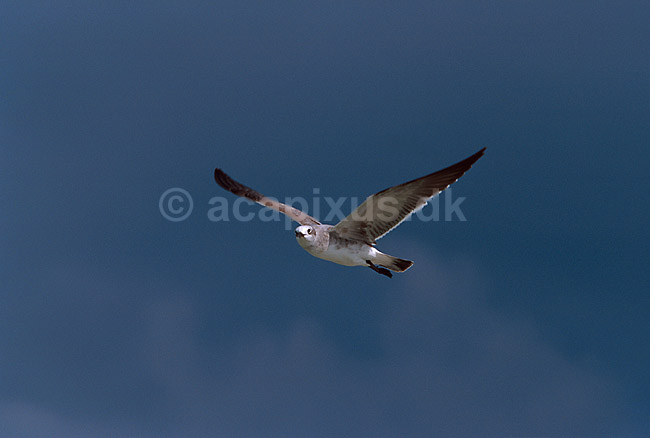 Laughing gul (vinter fjerdragt) i flugten; Larus atricilla; ; Mexico; Nord Amerika; ; 