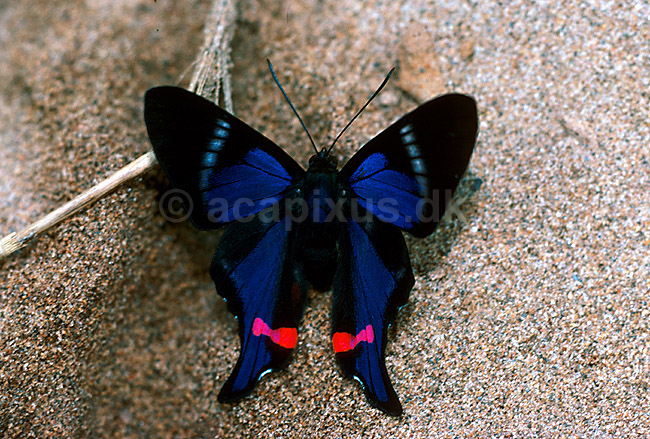 Peruviansk sommerfugl fra Tambopata NP i Amazonjunglen; Ancyluris periander, Erycinidae; Tambopata NP; Peru; Syd Amerika; insekter; 