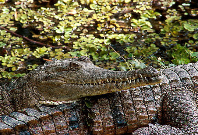 Ferskvands krokodille; Crocodylus johnsoni; ; Australien; Australien; krybdyr; 