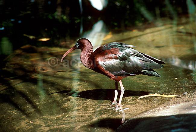 Sort ibis; Plegadis falcinellus; ; Australien; Australien; fugle; 