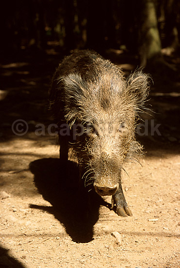 Vildsvin; Sus scrofa; Ardennerne; Belgien; Europa; pattedyr; 