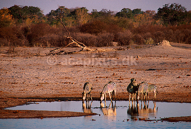 Almindelig zebra = Burchells Zebra ved vandhul; Equus burchelli; Hwange NP; Zimbabwe; Afrika; pattedyr; 