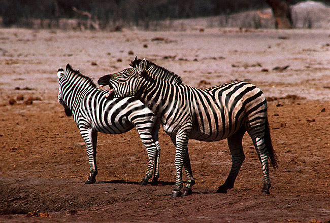 Almindelig zebra = Burchells Zebra; Equus burchelli; Hwange NP; Zimbabwe; Afrika; pattedyr; 