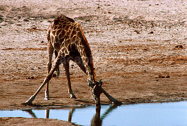 Net giraf drikker vand ved vandhul med spredte forben; Giraffa camelopardalis; Hwange NP; Zimbabwe; Afrika; pattedyr; 