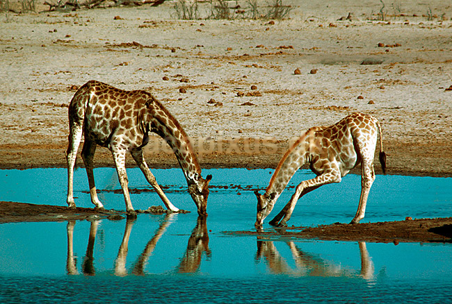 Net giraf drikker vand ved vandhul med spredte forben; Giraffa camelopardalis; Hwange NP; Zimbabwe; Afrika; pattedyr; 