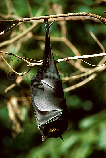 Flyvende hund (Spectacled flying fox); Pteropus conspicillatus; ; Australien; Australien; pattedyr; 