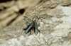  Lamina textor, Cerambycidae �land Sweden  insects 