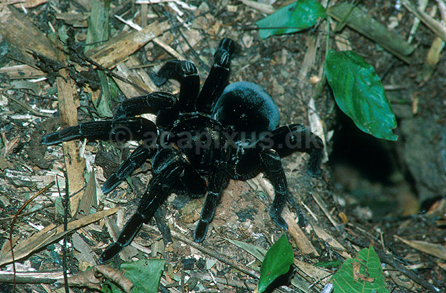 Fugleedderkop (Tarrantula); Atypidae; Tambopata-Candamo Reserve / Amazonas; Peru; Syd Amerika; spindlere; 