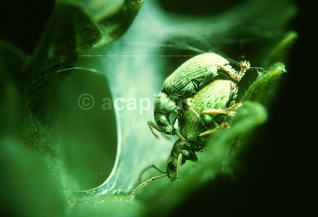 Parrende snudebiller; Polydrosus sericeus, Curculionidae; ; ; ; insekter; 