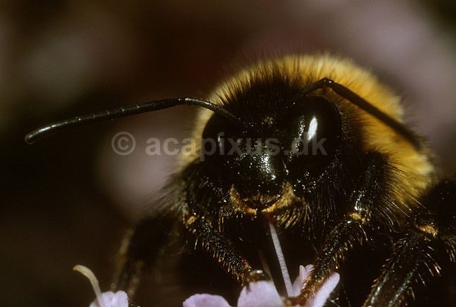 Lundhumle, Humlebi; Bombus lucorum, Apoidea; ; ; ; insekter; 