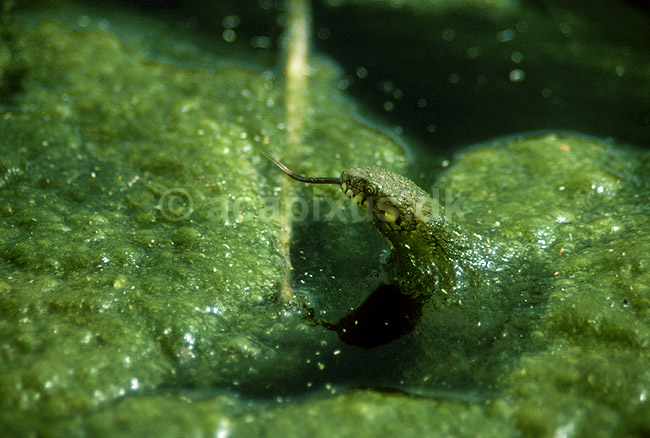 Hugormesnog; Natrix maura, Colubridae; ; Tunesien; Afrika; krybdyr; 