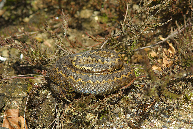 Almindelig hugorm; Vipera berus, Viperidae; ; ; ; krybdyr; hugorme slanger