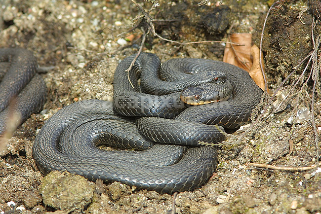 Almindelig hugorm, sort form; Vipera berus, Viperidae; ; ; ; krybdyr; hugorme slanger
