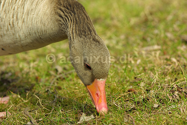 Gr�g�s der gr�sser; Anser anser, Anatidae; ; ; ; fugle; g�s