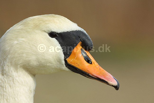 Knopsvane - portr�t; Cygnus olor, Anatidae; ; ; ; fugle; 