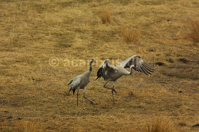 Traner danser tranedans p� dansepladsen ved Hornborga S�en; Grus grus, Gruidae; Lake Hornborga; Sverige; ; fugle; 