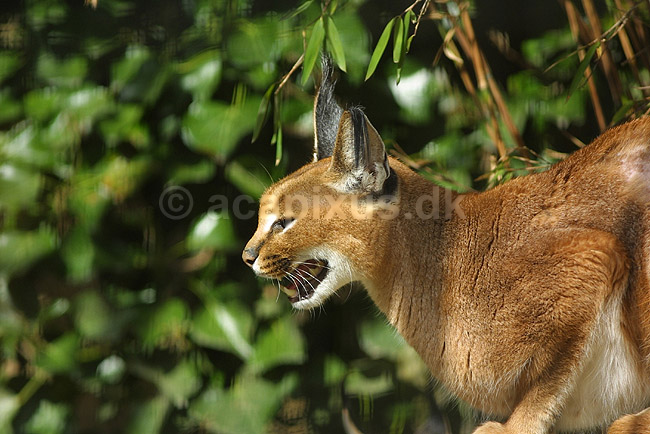 Karakal el. �rkenlos; Felis caracal, Felidae; ; ; ; pattedyr; katte rovdyr