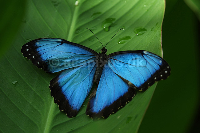 Stor Kejsermorfo; Morpho peleides; ; ; ; insekter; sommerfugle