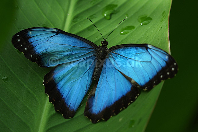 Stor Kejsermorfo; Morpho peleides; ; ; ; insekter; sommerfugle