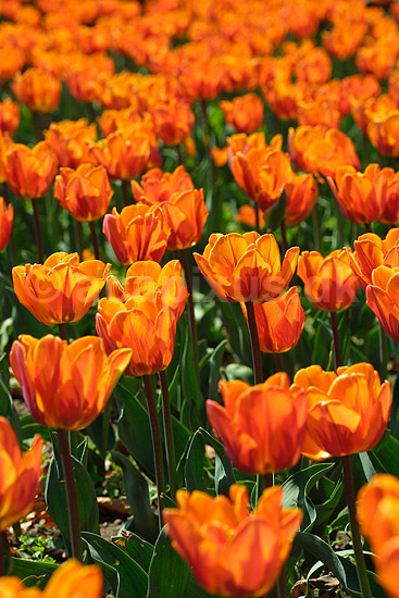 Tulipaner; Tulipa spec.; ; ; ; planter; blomster haver