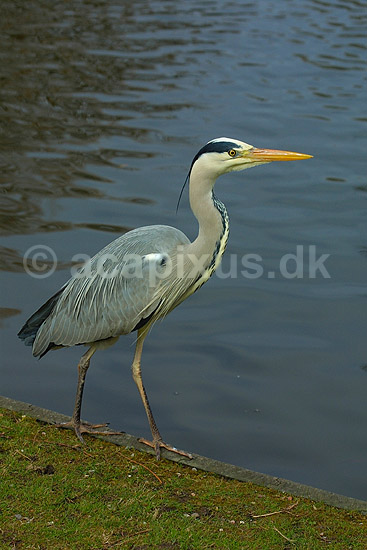 Fiskehejre; Ardea cinerea, Ardeidae; ; ; ; fugle; 