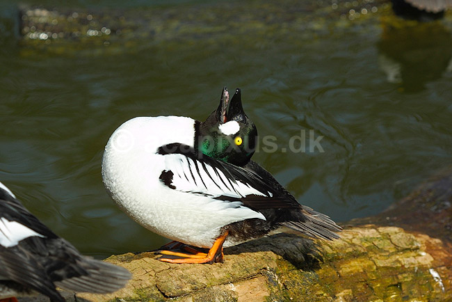 Hvinand under paringsspil; Bucephala clangula, Anatidae; ; ; ; fugle; 