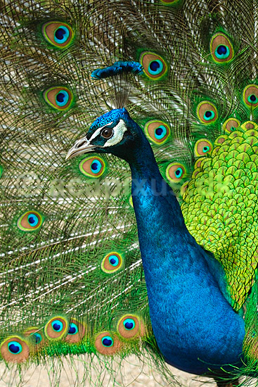 Indisk p�fugl; Pavo cristatus, Phasianidae; ; ; ; fugle; signaler