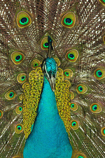 Indisk p�fugl; Pavo cristatus, Phasianidae; ; ; ; fugle; signaler