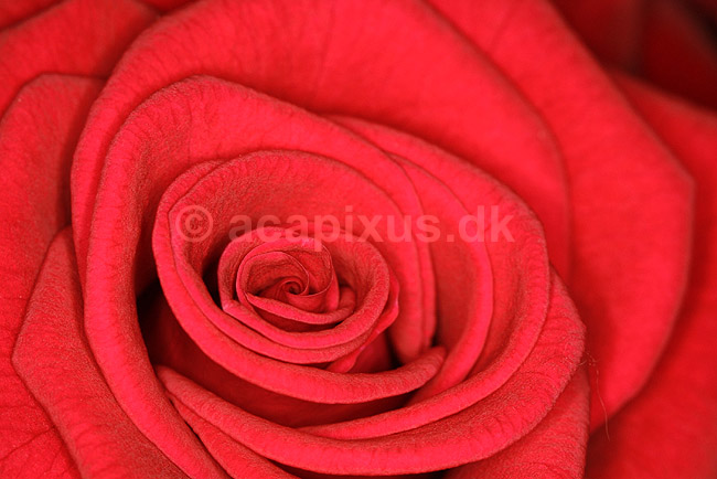 Langstilket filtrose; Rosa tomentosa; ; ; ; planter; blomster k�rlighed forelskelse romantik