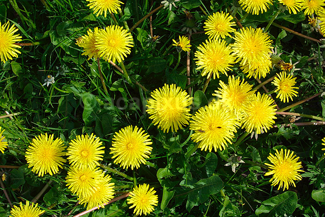 Alm. m�lkeb�tte; Taraxacum officinale, Asteraceae; ; ; ; planter; blomster