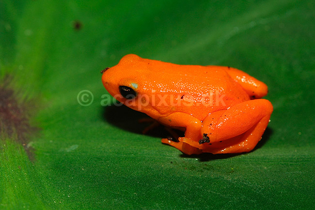 Gylden mantella; Mantella aurantiaca; Marozevo; Madagaskar; Afrika; padder; 