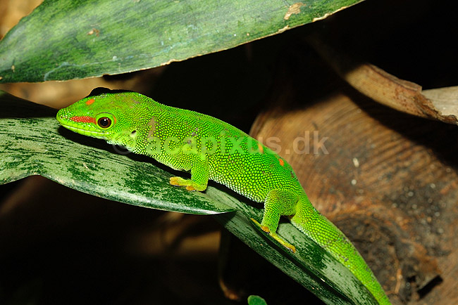 Stor Madagaskar daggekko; Phelsuma madagascararensis; Marozevo; Madagaskar; Afrika; krybdyr; 