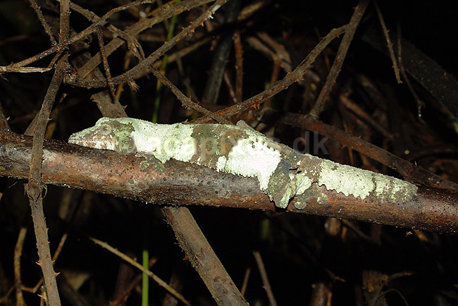 Madagaskar bladhale gekko (Giant leaf-tailed gecko); Uroplatus fimbriatus, Gekkonidae; P�rinet NP (Parc National d Andasibe-Mantadia NP); Madagaskar; Afrika; krybdyr; kamuflage