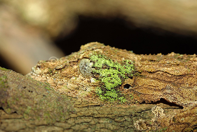 Madagaskar bladhale gekko (Giant leaf-tailed gecko); Uroplatus fimbriatus, Gekkonidae; Marozevo; Madagaskar; Afrika; krybdyr; kamuflage