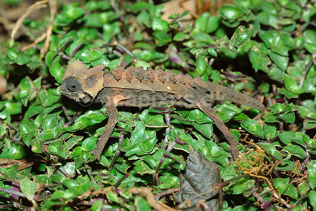 Kam�leon; Brokesia perarmata; Marozevo; Madagaskar; Afrika; krybdyr; kamuflage