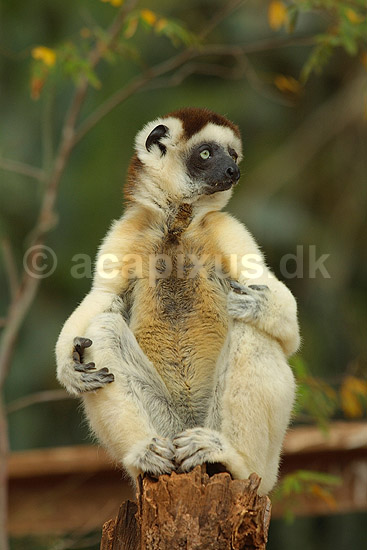 Verreauxs sifaka; Propithecus verreauxi; Berenty; Madagaskar; Afrika; pattedyr; verreaux's sifaka