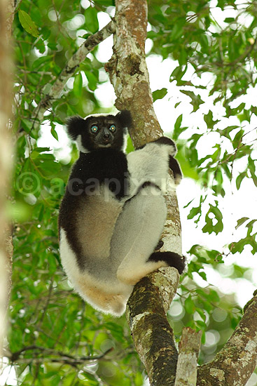 Indri; Indri indri; P�rinet NP (Parc National d Andasibe-Mantadia NP); Madagaskar; Afrika; pattedyr; 
