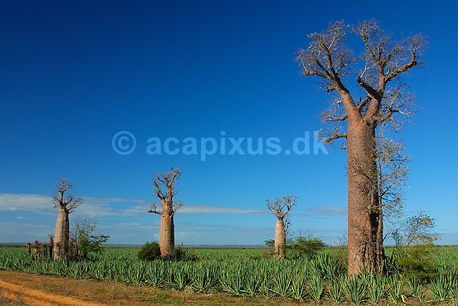 Baobabtr�er p� sisal plantage n�r Berenty reservatet; Adansonia; Berenty; Madagaskar; Afrika; planter; 
