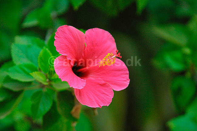 Hibiscusblomst; Hibiscus spec.; ; ; ; planter; 